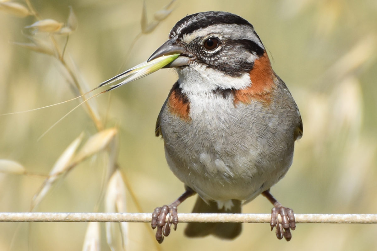 rufous-collared-sparrow-chows-on-plant-close-angle